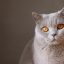 读者「打字的猫」的头像，一张猫爪搭在笔记本边缘的照片